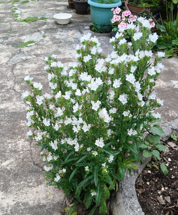 White Viper's Bugloss Seeds