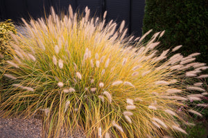 Chinese Fountain Grass Seeds