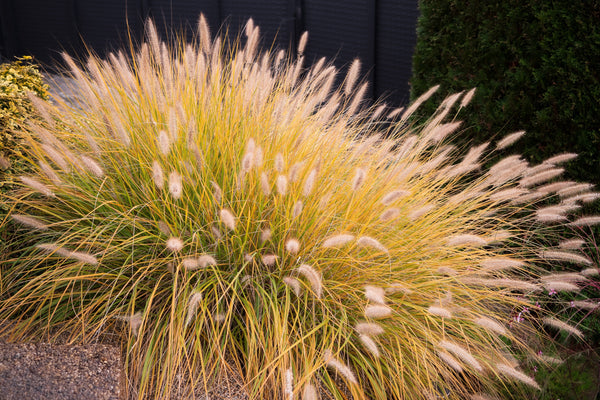 Chinese Fountain Grass Seeds