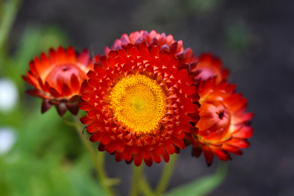Red Fireball Strawflower Seeds