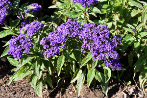 Marine Heliotrope Seeds