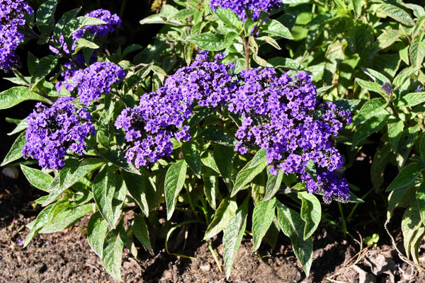 Marine Heliotrope Seeds