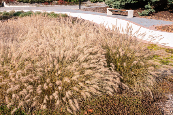 Chinese Fountain Grass Seeds