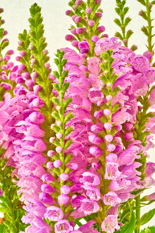 Pink Showy Obedient Plant Seeds