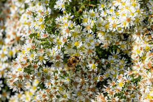 White Heath Aster Seeds