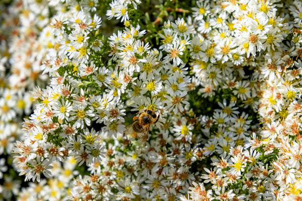 White Heath Aster Seeds