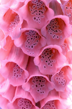 Pink Foxglove Seeds