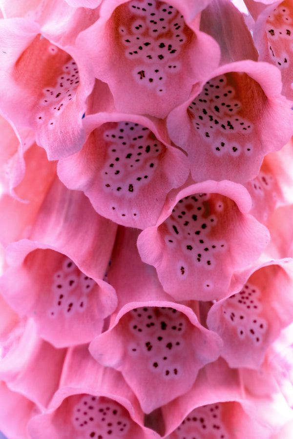 Pink Foxglove Seeds