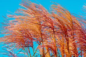 Red Maiden Grass Seeds