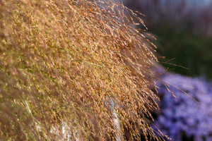 Switch Grass Seeds