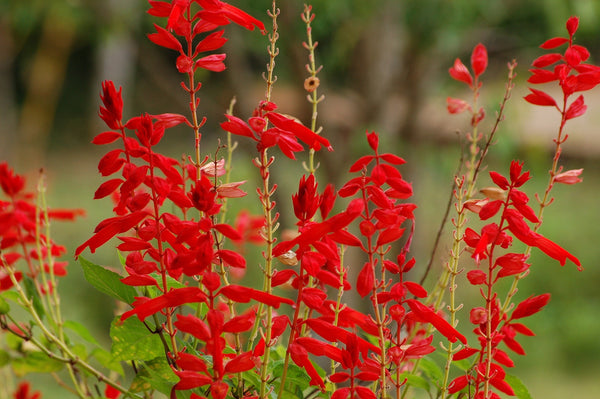 Scarlet Sage Seeds