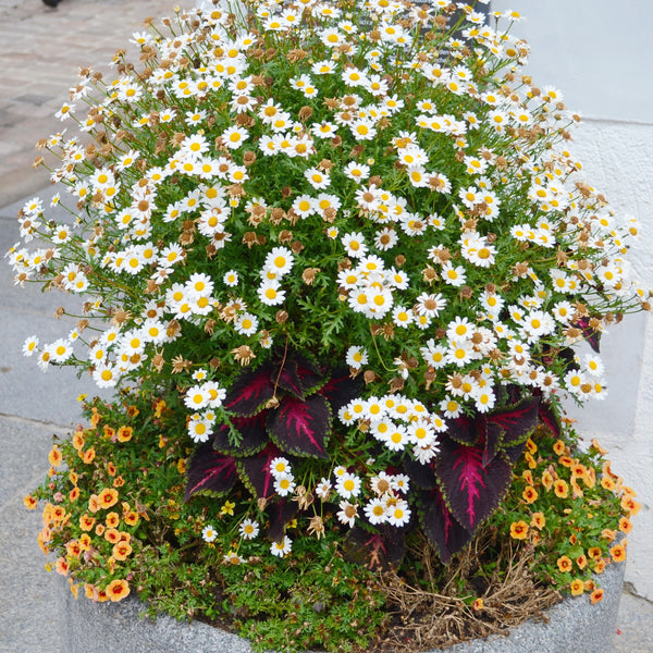 German Chamomile Seeds