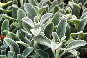 Lamb's Ear Seeds