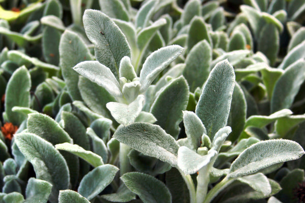 Lamb's Ear Seeds