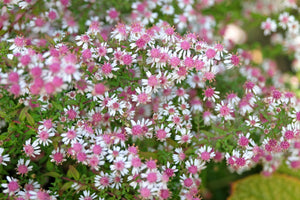 Lady In Black Calico Aster Seeds