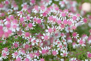 Lady In Black Calico Aster Seeds