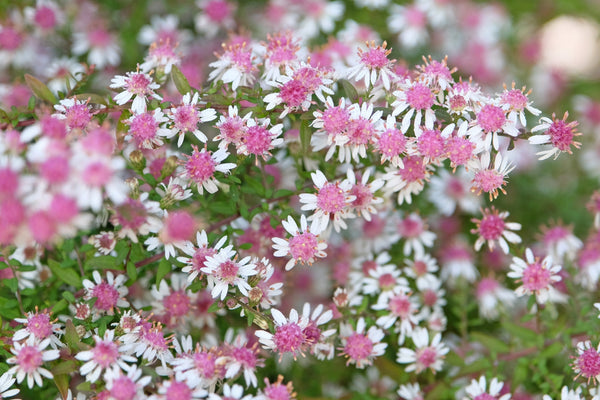 Lady In Black Calico Aster Seeds