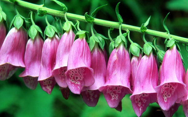 Pink Foxglove Seeds