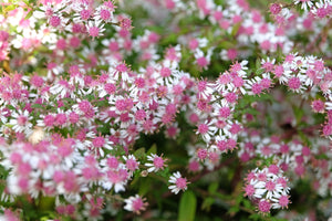 Lady In Black Calico Aster Seeds