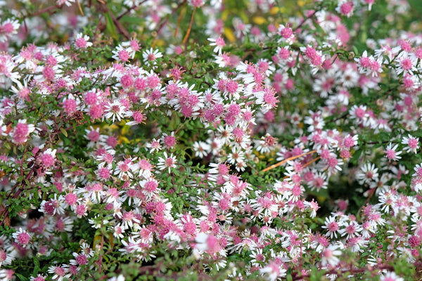 Lady In Black Calico Aster Seeds