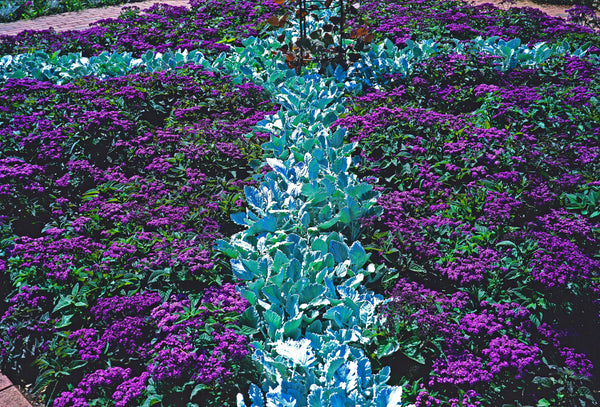 Marine Heliotrope Seeds
