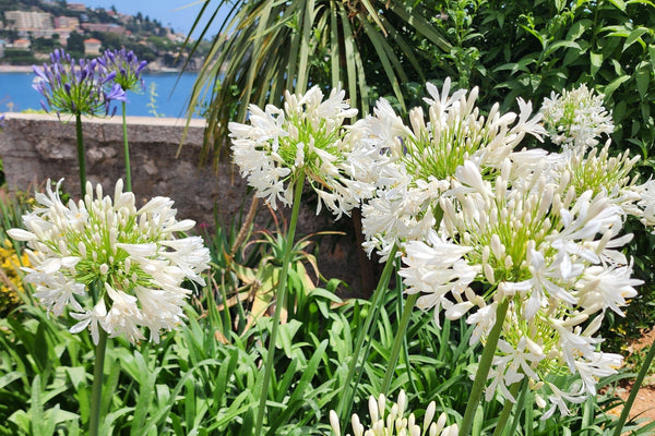 White Lily of the Nile Seeds