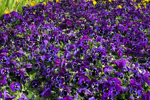 Deep Blue Pansy - Swiss Giant Ullswater Seeds