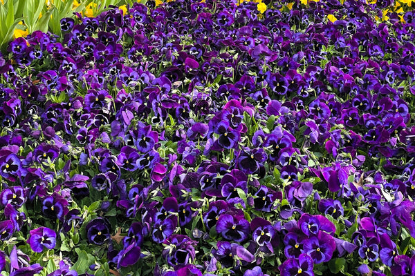 Deep Blue Pansy - Swiss Giant Ullswater Seeds
