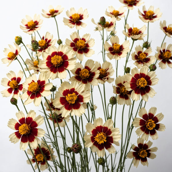 Incredible Swirl Coreopsis Seeds
