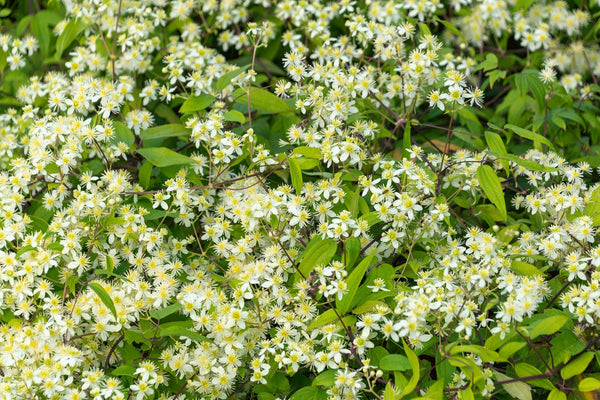 Clematis Virgin’s Bower Vine Seeds