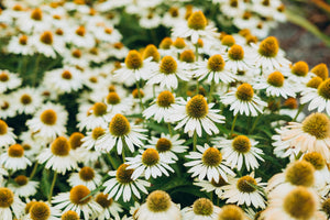 White Coneflower Seeds