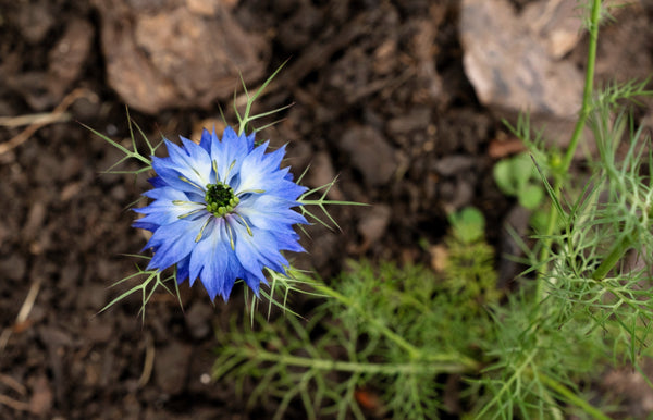 Love In A Mist Fennel Flower Seeds - Blue and White Mix