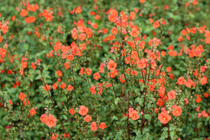 Scarlet Mask Flower Hummingbird Plant Seeds