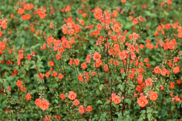 Scarlet Mask Flower Hummingbird Plant Seeds