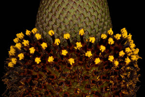 Clasping Coneflower Seeds