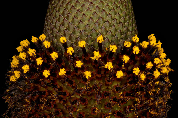 Clasping Coneflower Seeds