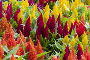 Celosia Pampas Plumes - Mix Seeds