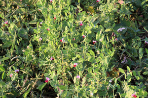AUSTRIAN WINTER PEA Ground Cover Crop Legume Seeds