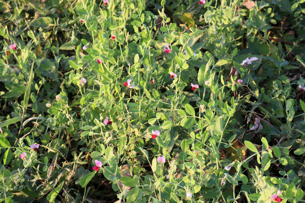 AUSTRIAN WINTER PEA Ground Cover Crop Legume Seeds
