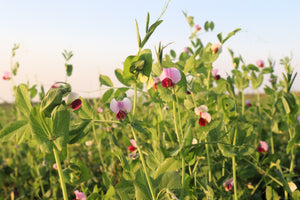 AUSTRIAN WINTER PEA Ground Cover Crop Legume Seeds