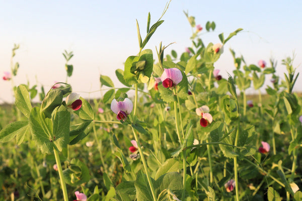 AUSTRIAN WINTER PEA Ground Cover Crop Legume Seeds