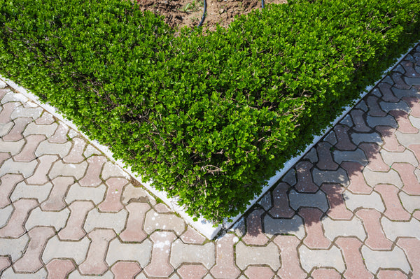 European Privet Seeds