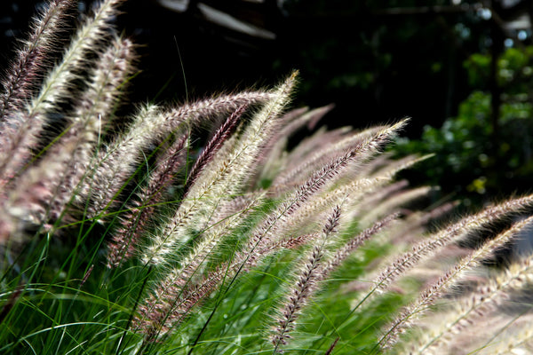 Chinese Fountain Grass Seeds