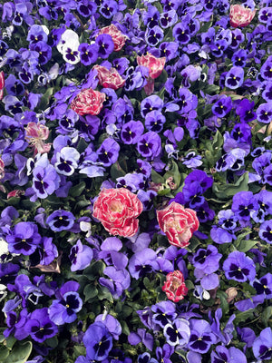Deep Blue Pansy - Swiss Giant Ullswater Seeds