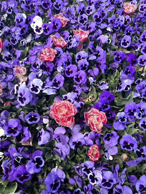 Deep Blue Pansy - Swiss Giant Ullswater Seeds