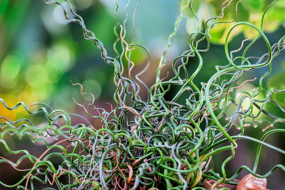 Corkscrew Rush Seeds