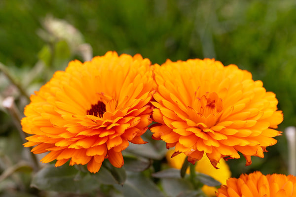 Pacific Beauty Orange Pot Marigold Seeds