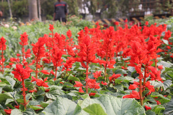 Scarlet Sage Seeds