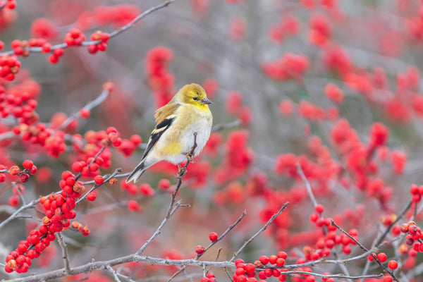 Winterberry Seeds