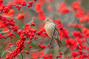Winterberry Seeds